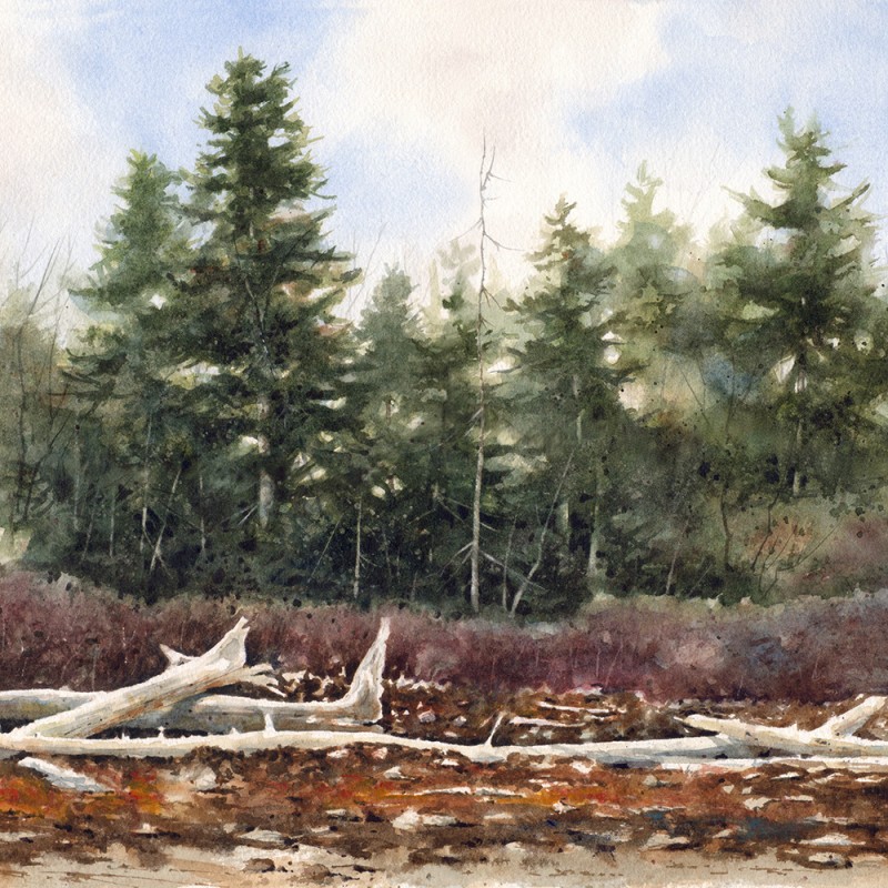 « BOIS DE MER »